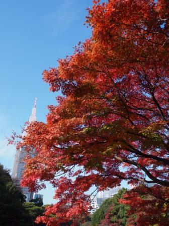 Red leaves in Shinjuku Gyoen Garden